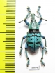 Eupholus geoffroyi  Indonesia, Papua - INSECTS-STORE.RU