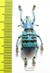 Eupholus geoffroyi  Indonesia, Papua - INSECTS-STORE.RU