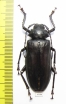 Rhaphipodus bonni  Indonesia, Java 47mm - INSECTS-STORE.RU