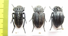 Alphasida lopezi, pair  Spain - INSECTS-STORE.RU