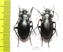 Carabus (Piocarabus) vladimirskiy, pair  China - INSECTS-STORE.RU