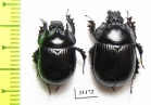 Typhaeus typhoeus, pair  France - INSECTS-STORE.RU