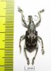 Rhinoscapha sp.  Indonesia, Kayoa isl. - INSECTS-STORE.RU