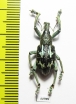 Rhinoscapha sp.  Indonesia, Kayoa isl. - INSECTS-STORE.RU