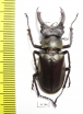 Lucanus nobilis  Vietnam - INSECTS-STORE.RU