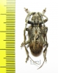 Phryneta coeca  Congo - INSECTS-STORE.RU
