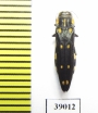Buprestidae sp.  Tanzania - INSECTS-STORE.RU