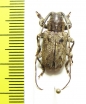 Cerambycidae sp.  Congo - INSECTS-STORE.RU