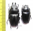 Neolucanus sp., pair  China, Guangxi prov.  - INSECTS-STORE.RU