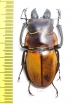 Odontolabis lowei  Malaysia, Borneo 55mm - INSECTS-STORE.RU