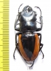 Odontolabis wollastoni  Indonesia, Sumatra  49mm - INSECTS-STORE.RU