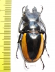Odontolabis wollastoni  Malaysia  47mm - INSECTS-STORE.RU