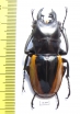 Odontolabis wollastoni  Malaysia  51mm - INSECTS-STORE.RU