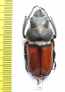 Odontolabis eremicola  Malaysia, Borneo 44mm - INSECTS-STORE.RU