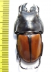 Odontolabis gazella  Malaysia - INSECTS-STORE.RU