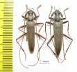 Distenia gracilis, pair  Russia, Far East - INSECTS-STORE.RU