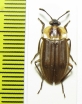 Silphidae sp.  Bolivia - INSECTS-STORE.RU