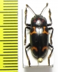 Micrencaustes lunulata  Malaysia - INSECTS-STORE.RU