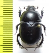 Sericotrupes niger  Spain - INSECTS-STORE.RU