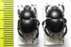 Zuninoeus hopei, pair  Italy - INSECTS-STORE.RU