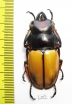 Odontolabis femoralis waterstradti  Malaysia, Borneo 45mm - INSECTS-STORE.RU