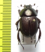 Geotrupes semiopacus  USA - INSECTS-STORE.RU