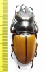 Odontolabis femoralis waterstradti  Malaysia, Borneo 65mm - INSECTS-STORE.RU
