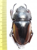 Odontolabis femoralis waterstradti, female  Malaysia, Borneo - INSECTS-STORE.RU