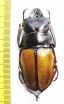 Odontolabis femoralis waterstradti  Malaysia, Borneo 65mm - INSECTS-STORE.RU