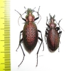 Carabus (Coptolabrus) smaragdinus monilifer, pair  Korea - INSECTS-STORE.RU