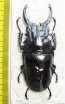 Odontolabis siva  Thailand  81mm - INSECTS-STORE.RU