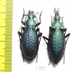 Carabus (Coptolabrus) smaragdinus monilifer, pair  Korea - INSECTS-STORE.RU