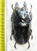 Odontolabis siva  Thailand  72mm - INSECTS-STORE.RU