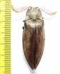 Elteridae sp.  Philippines 56mm - INSECTS-STORE.RU
