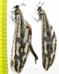 Myrmeleontidae sp., pair  Namibia - INSECTS-STORE.RU