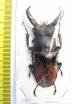 Hexarthrius parryi deyrollei  Thailand  64mm - INSECTS-STORE.RU