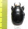 Pactolinus gigas  Zambia - INSECTS-STORE.RU