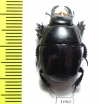 Pactolinus gigas  Zambia - INSECTS-STORE.RU
