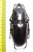 Odontolabis alces  Philippines  58mm - INSECTS-STORE.RU