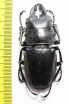 Odontolabis alces  Philippines  61mm - INSECTS-STORE.RU