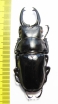 Odontolabis dalmanni celebensis  Indonesia, Sulawesi  65mm - INSECTS-STORE.RU
