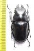 Odontolabis stevensi  Indonesia, Sulawesi  54mm - INSECTS-STORE.RU