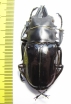 Odontolabis bellicosa  Indonesia, Java  56mm - INSECTS-STORE.RU
