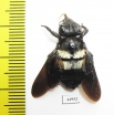 Hymenoptera, Xylocopa sp.  South Africa Rep. - INSECTS-STORE.RU