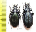 Carabus (Tribax) steveni punctiger, pair  Russia, N.Ossetia reg. - INSECTS-STORE.RU