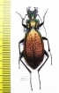Carabus (Archiplectes) polychrous polychrous  Abkhazia - INSECTS-STORE.RU