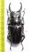 Odontolabis dalmanni  Indonesia, Sumatra  74mm - INSECTS-STORE.RU