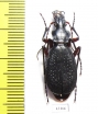 Carabus (Tribax) circassicus tschaltensis  Abkhazia - INSECTS-STORE.RU