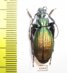 Carabus (Archiplectes) pseudopshuensis  Abkhazia - INSECTS-STORE.RU