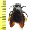 Hymenoptera, Xylocopa sp.  Philippines - INSECTS-STORE.RU